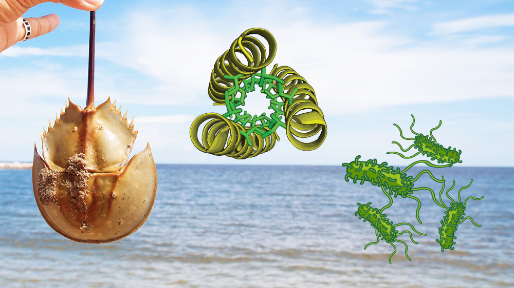 A horseshoe crab and bacteries.